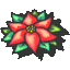 Poinsettia